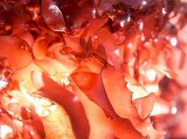 seaweed