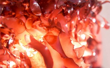 Новый вид морской водоросли является на вкус как бекон seaweed