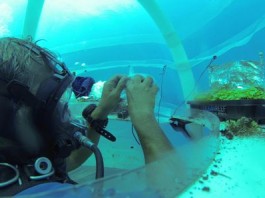plants-under-the-sea