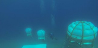 plants-under-the-sea