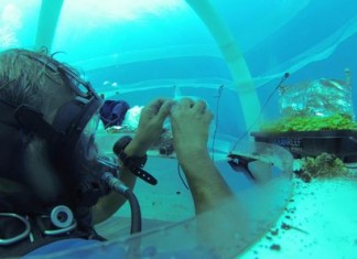 plants-under-the-sea