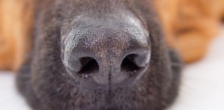 optical-dog-nose