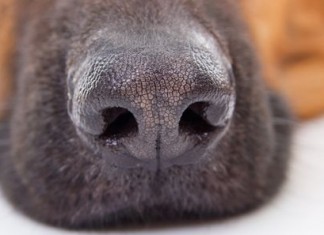 optical-dog-nose