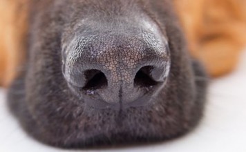 optical-dog-nose