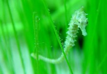 Ключ к удивительным роботам будущего может крыться в хвосте морского конька (видео) seahorse