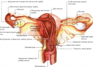 Киста яичника больших размеров