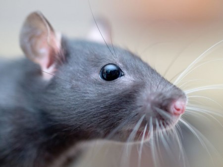 robotic-whiskers