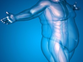 Открытие спускового механизма «дробления» жира открывает двери для нового лечения