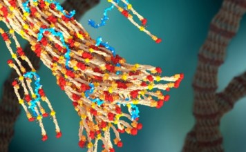 Новый медицинский полимер сокращает потери крови, улучшая её сворачиваемость