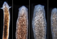 Ленточным червям сумели заменить головы