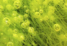 В университете Конкордии разрабатывают биологическое электричество