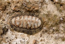 Ученые приступили к детальному исследованию хитона