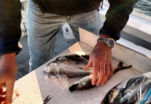 Создано устройство зомбирующее рыбу