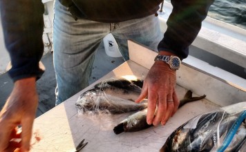 Создано устройство зомбирующее рыбу