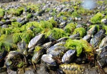 Ученые создали грунтовку на основе клеящих способностей мидий