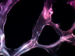 Ученые MIT создали гель борющийся с раком