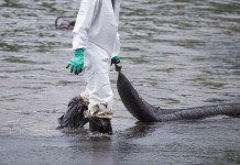 Ученые разработали губку отделяющую нефть от воды