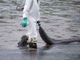 Ученые разработали губку отделяющую нефть от воды