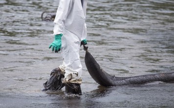 Ученые разработали губку отделяющую нефть от воды