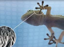 Создана лента имитирующая клеящие свойства лапок геккона