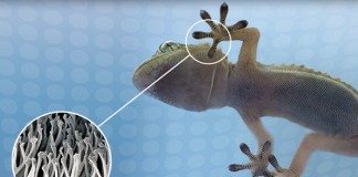 Создана лента имитирующая клеящие свойства лапок геккона