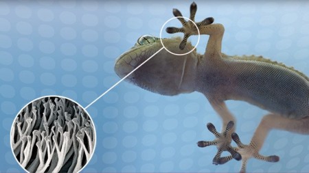 Создана лента имитирующая клеящие свойства лапок геккона