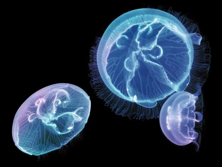 Разработан аквариум для содержания медуз в домашних условиях