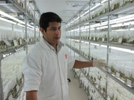 Ученые начали выращивать марсианский картофель Ученые начали выращивать марсианский картофель