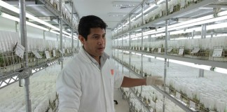 Ученые начали выращивать марсианский картофель