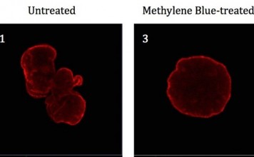 Ученые из Университета Мериленда нашли средство против старения