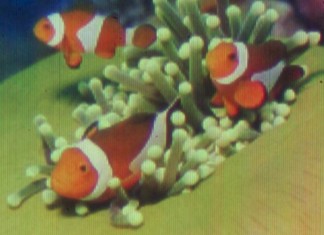 Ученые напечатали картину понятную только блохам