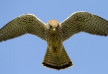 Дроны теперь смогут летать как птицы