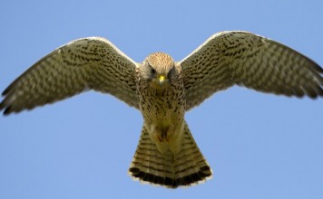 Дроны теперь смогут летать как птицы