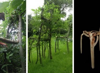 Full Grown - компания выращивающая мебель прямо на грядках