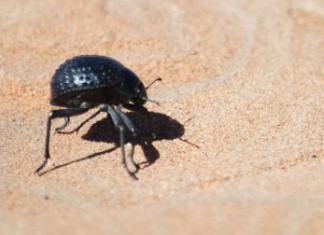 Ученые используют жука для создания инновационного антифриза ( видео )
