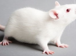 Ученые смогли побороть слепоту