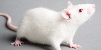 Ученые смогли побороть слепоту