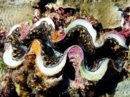 Моллюски могут улучшить фотоэлементы и цветные дисплеи Моллюски могут улучшить фотоэлементы и цветные дисплеи