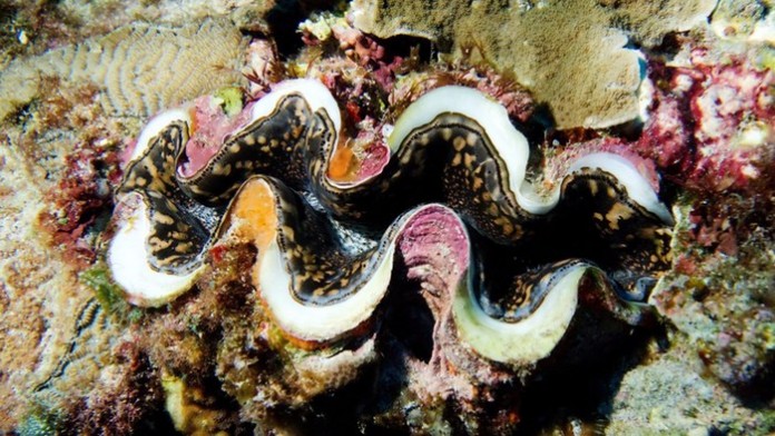 Моллюски могут улучшить фотоэлементы и цветные дисплеи