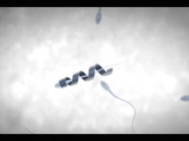 Создан экзоскелет для сперматозоида