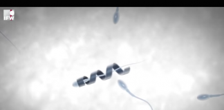 Создан экзоскелет для сперматозоида
