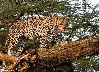 Открыт новый способ программирования клеток