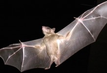 Ученые создали новые крылья вдохновившись летучей мышью