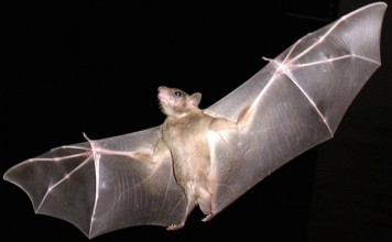 Ученые создали новые крылья вдохновившись летучей мышью