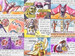 Пример летучей мыши подтолкнул ученых к истреблению вирусов Пример летучей мыши подтолкнул ученых к истреблению вирусов