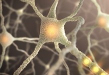 Ученые научились очень быстро восстанавливать связь между нейронами
