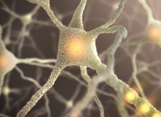 Ученые научились очень быстро восстанавливать связь между нейронами