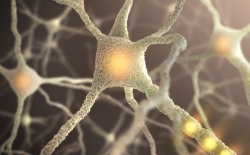 Ученые научились очень быстро восстанавливать связь между нейронами