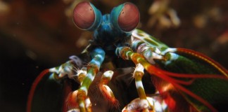 Рачок-богомол вдохновил создание новых поляризаторов