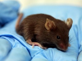 Ученые нашли ген восстанавливающий связи в мозге